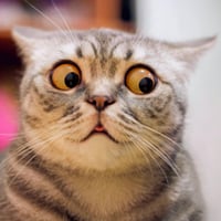 Avian Influenza In Cats: Signs To Look For, Prevention, Safety Tips And Management