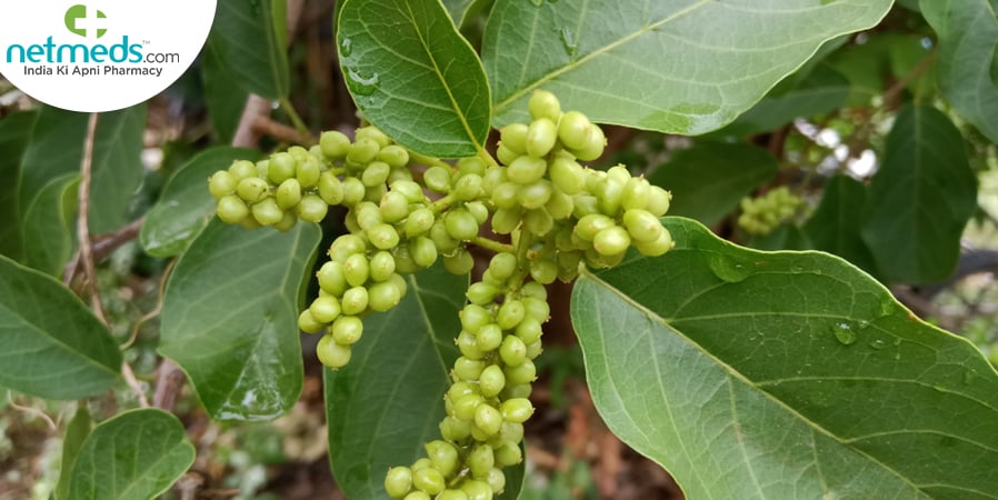 Vidanga Plant