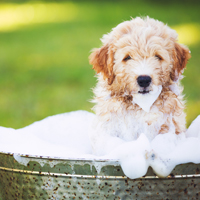 Signs Of Itchy Skin On Your Dog? A Simple Oatmeal Bath Can Soothe Your Best Buddy's Furry Issues