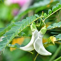 Agathi Leaves :5 Incredible Health Benefits Of This Nutrient Dense Green Vegetable
