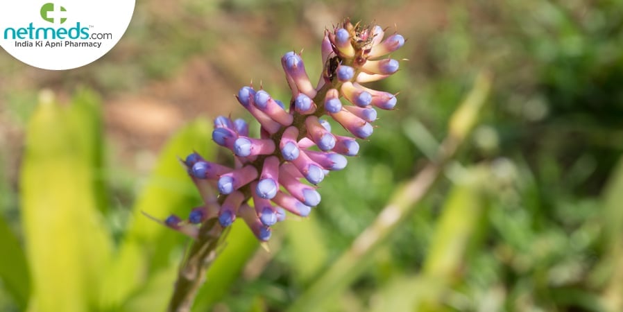 Gambhari Benefits
