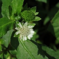Bhringaraj: Benefits For Hair, Uses, Dosage, Formulations, and Side Effects