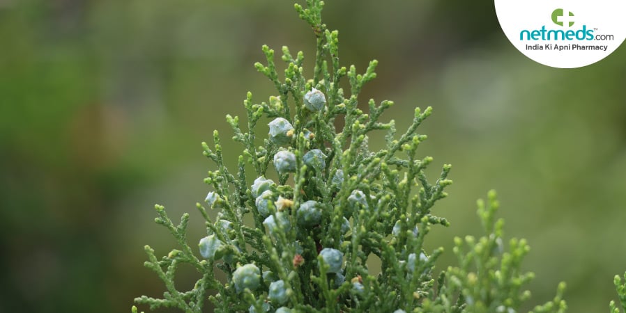 Jhau Plant