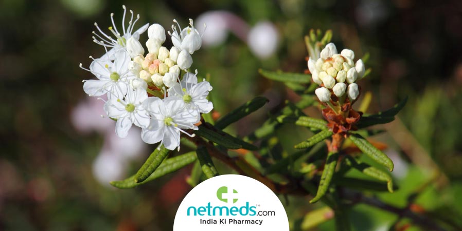 Ledum palustre plant and flower