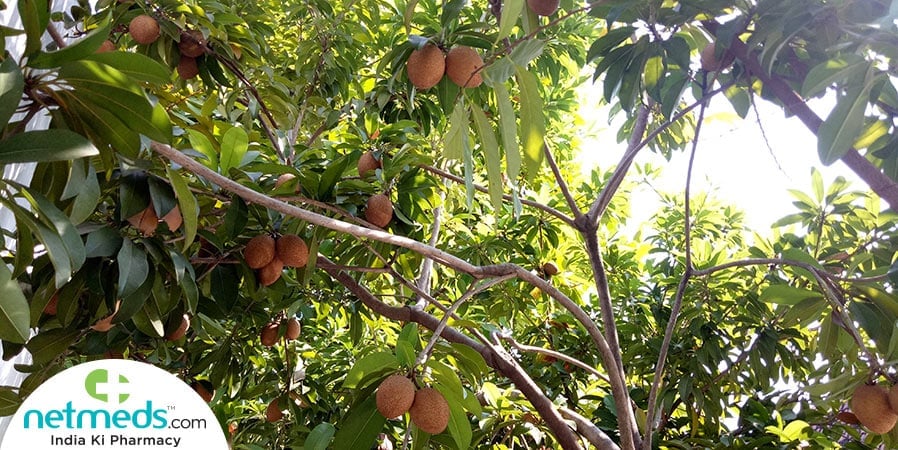 sapodilla tree
