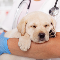 Canine Hepatopathy: Causes, Symptoms, And Treatment Of This Serious Liver Disorder In Dogs