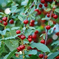Tart Cherry: Uses And Health Benefits Of Juice And Supplements From This Superfruit