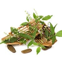 Nirgundi: Incredible Health Benefits Of This Powerful Medicinal Herb