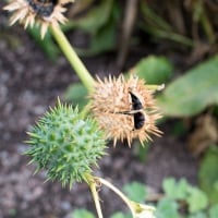 Jimson Weed: Ultimate Hair And Skin Benefits of This Wild Herb, You Cannot Miss- Infographic