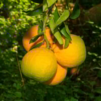 Yuzu Fruit: Health Benefits, Nutritional Facts, Uses And Spicy Chutney Recipe