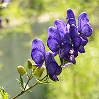 Atis /Aconitum Heterophyllum : Uses, Health Benefits, Nutritional Values, Ayurvedic Uses, Dosage And Side Effects