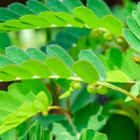 Bhumi Amla: Benefits, Uses In Ayurveda, Formulations, Dosage And Side Effects