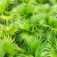 Saw Palmetto: Uses, Benefits Of This Herbal Remedy For Hair Regrowth and Scalp Health