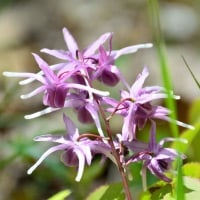 Horny Goat Weed: Improve Your Sexual Wellness With This Hearty Herb- Infographic