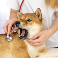 Why is Tummy Upset Common In Dogs? How To Help Your Furry Buddy With This Problem