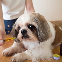 Pet Nutrition: Essential Vitamins And Minerals For Your Beastie