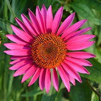 Echinacea Angustifolia: Health Benefits, Usage, Dosage And Side Effects Of Cone Flowers