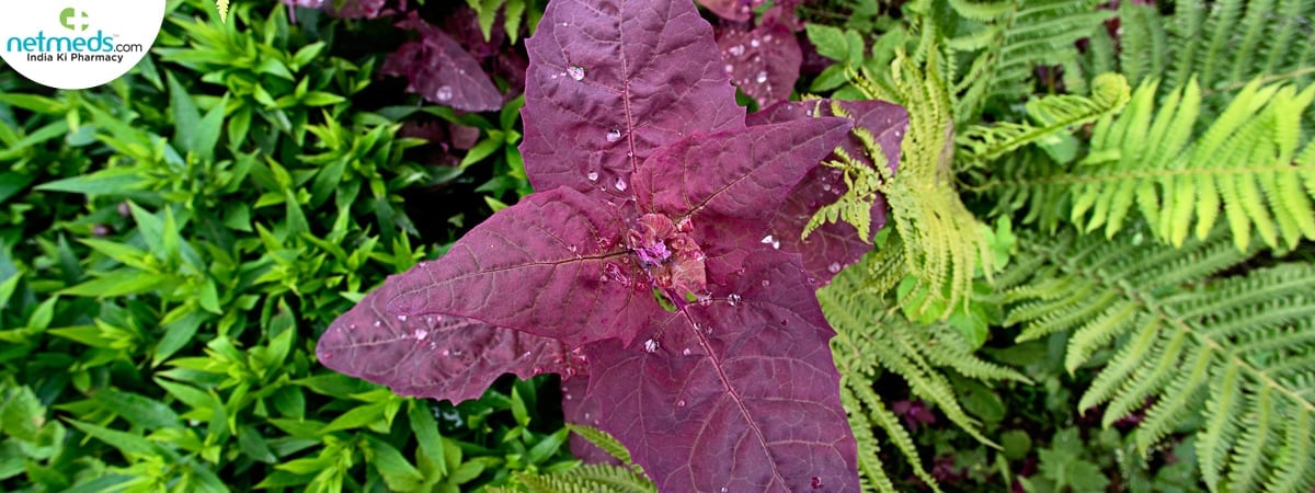 red orach