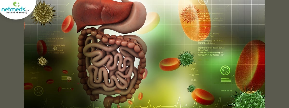 digestive system