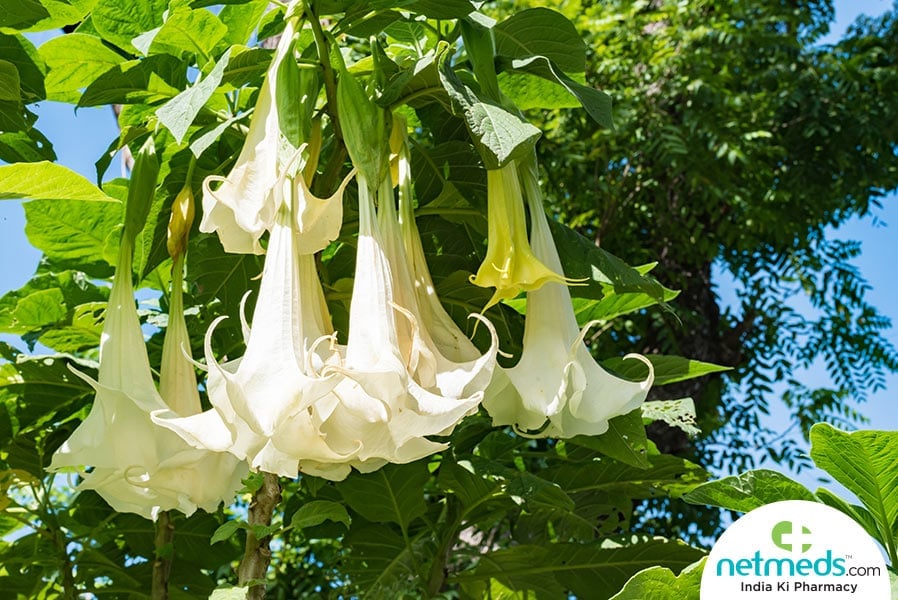 datura plant