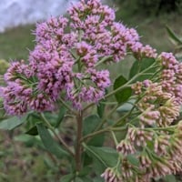 Rasna: Health Benefits, Ayurvedic Uses, Formulations, Dosage And Side Effects
