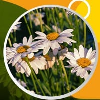 Chamomile For Beauty: 5 Ways This Flower Enhances Skin and Hair Health