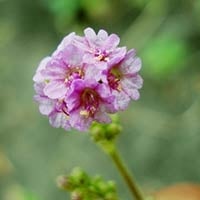 Punarnava: Benefits, Uses, Dosage, and Adverse Effects