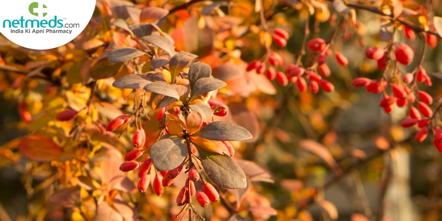Daruharidra/ Berberis aristata