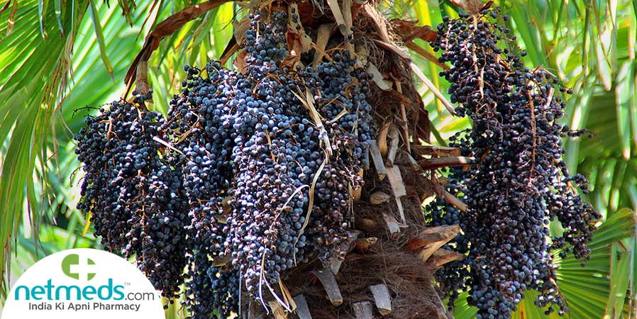 Acai berry plant