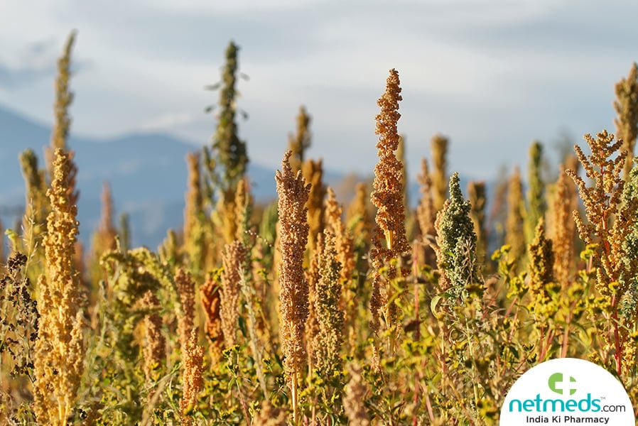 Quinoa plant