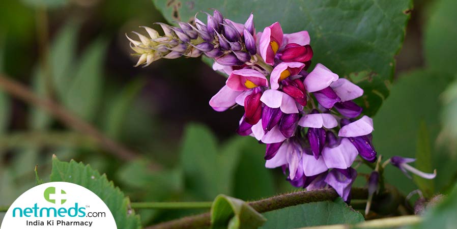 Vidarikhand flowers