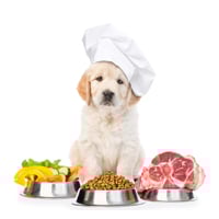 Toxic and Dangerous Dog Foods: Here Is The List of Items You Should Never Feed Your Canine Buddies