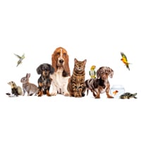 Telehealth For Pets: Can Virtual Vet Visits Replace In-Person Care? Pros And Cons