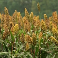 Proso Millet/Pani Varagu: Nutrition And Bounteous Health Benefits Of This Majestic Millet- Easy Recipe Inside