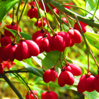 Goji Berries: Bounteous Health Benefits Of This Bright Red Tiny Fruit