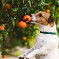 Dog Sniffing: How A Strong Sense Of Smell Benefits Your Furry Friend's Health