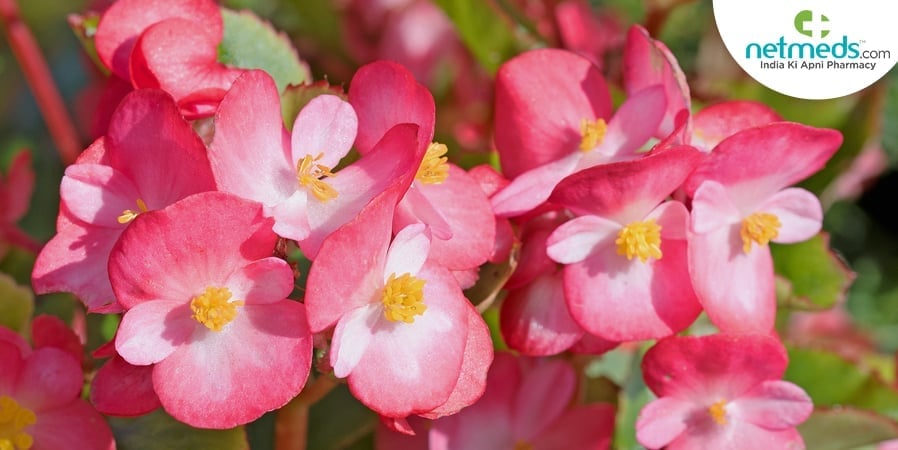 Begonia blossoms
