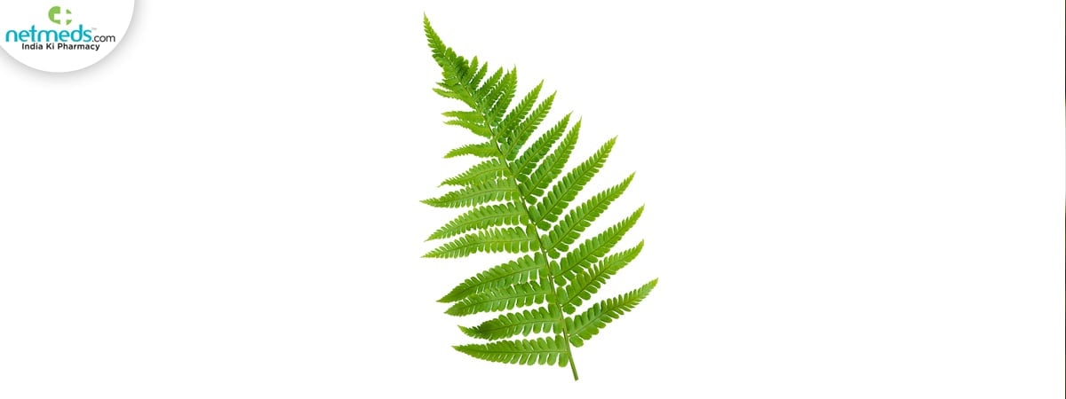 fern leaf
