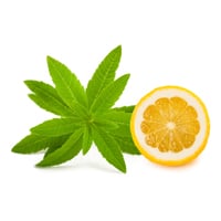 Lemon Verbena/Lemon Beebrush: Health Benefits, Uses And Herbal Remedies Of This Plant You Didn't Know About
