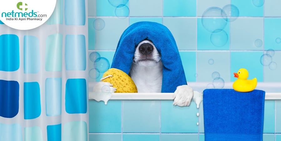 Dog Hygiene