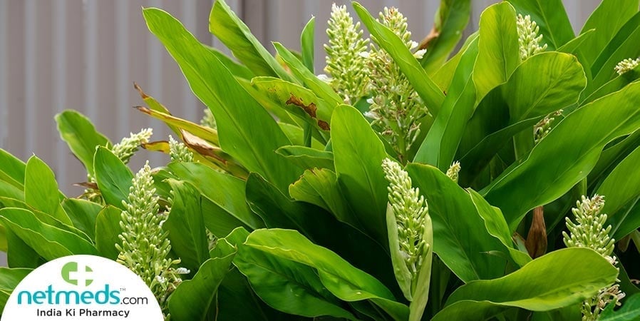 Galangal leaves