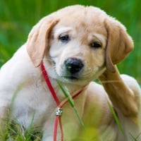 Do Your Pets Have Seasonal Allergies? Help Your Pup Find Relief Against Allergens 