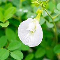 Shankhpushpi: Benefits, Uses, Dosage, Formulations, and Side Effects
