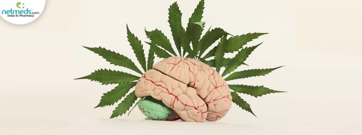 herb for brain health