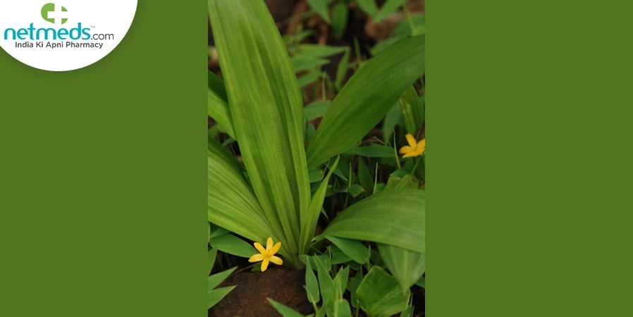 Kali Musli Plant