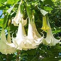 Datura: Benefits, Uses, Formulations, Ingredients, Method, Dosage and Side Effects