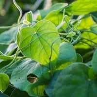 Patha: Uses, Benefits, Ayurvedic Indications, Dosage, Side Effects And Precautions