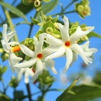 Parijat: Benefits, Uses, Ayurvedic Indications, Dosage, and Side Effects