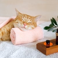 Cat Urinalysis Explained: Process, Benefits, And Safety Tips For Better Feline Health