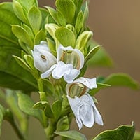 Vasaka: Health Benefits, Usage, Dosage And Side Effects Of Malabar Nut